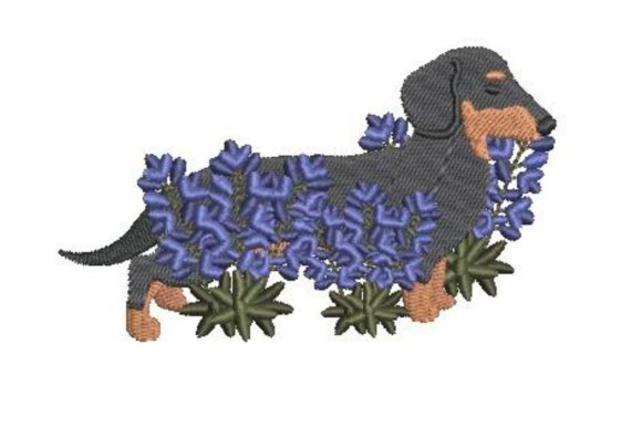 Dachshund Walking Through Bluebonnets Review